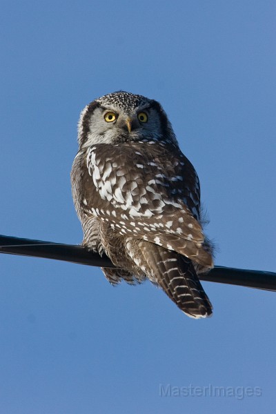 IMG_6670c.jpg - Northern Hawk-Owl (Surnia ulula)